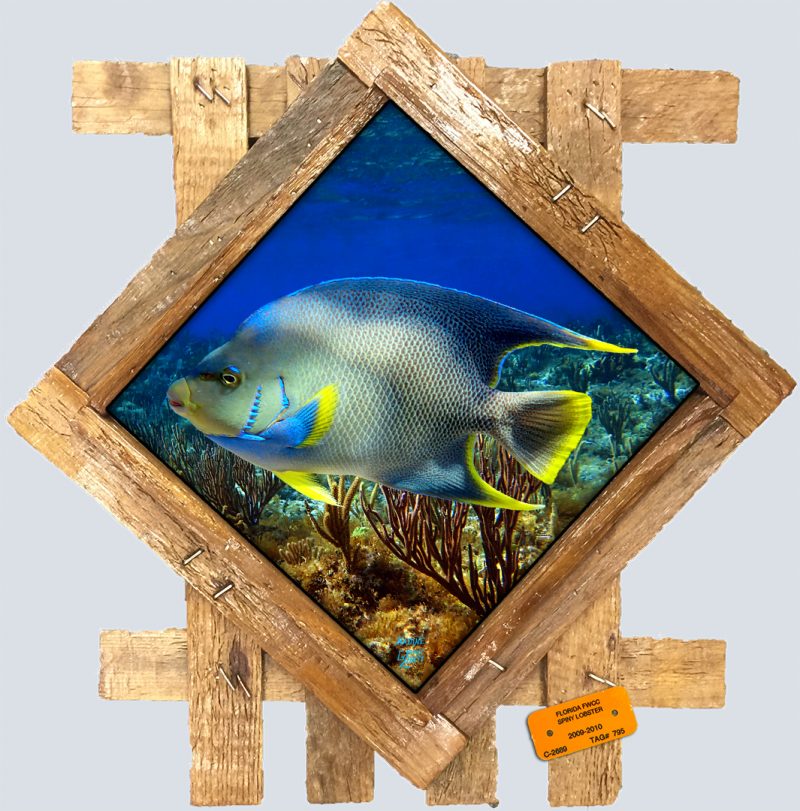 "Blue Angelfish in the Shallows"