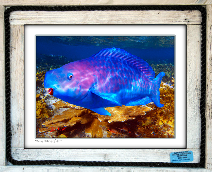 "Blue Parrotfish"