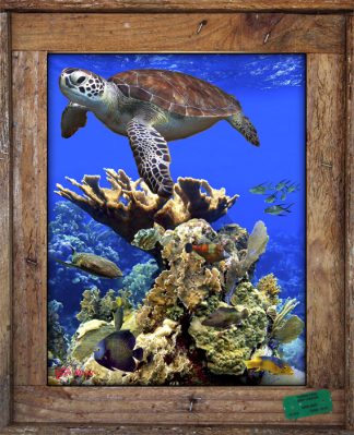 "Coral Medley"