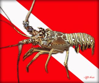 "Dive Flag with Lobster"