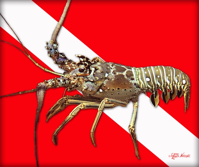 "Dive Flag with Lobster"