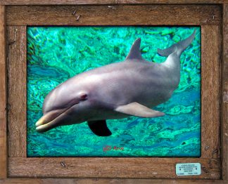 "Dophin at the Surface"