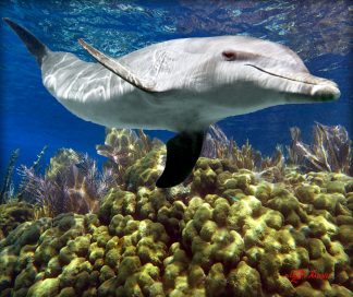 "Dolphin Over The Corals"