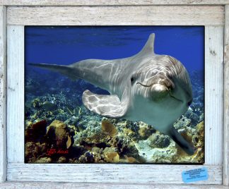 "Dolphin Over the Rocks"