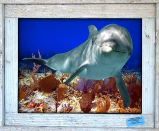 "Dolphin Over the Seafans"