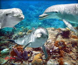 "Dolphin Trio"