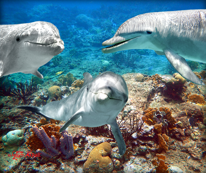 "Dolphin Trio"