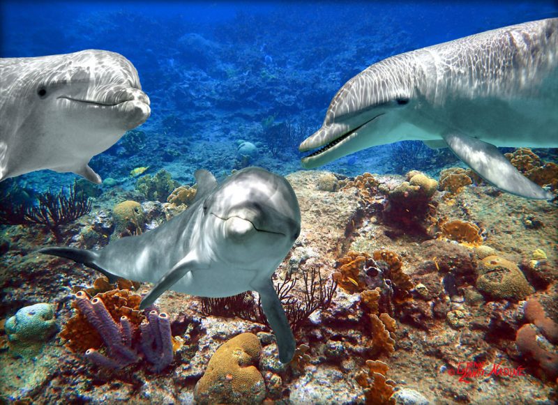 "Dolphin Trio"
