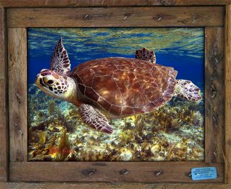 "Freeport Shallow Reef"