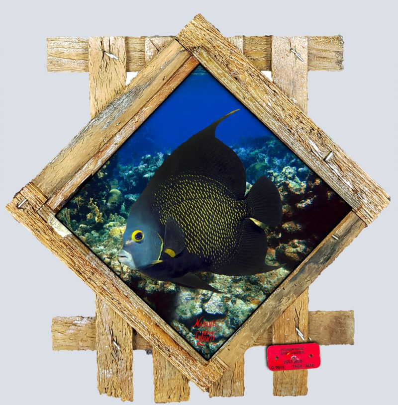 "French Angelfish and Reef"