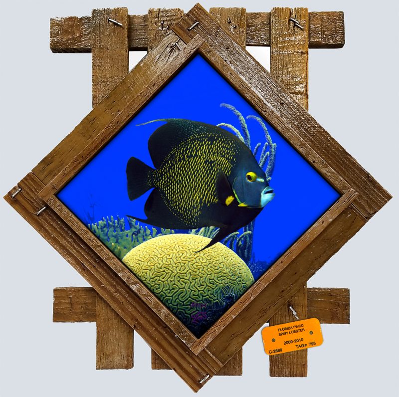 "French Angelfish Over a Brain Coral"