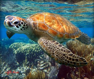 "Grecian Turtle"