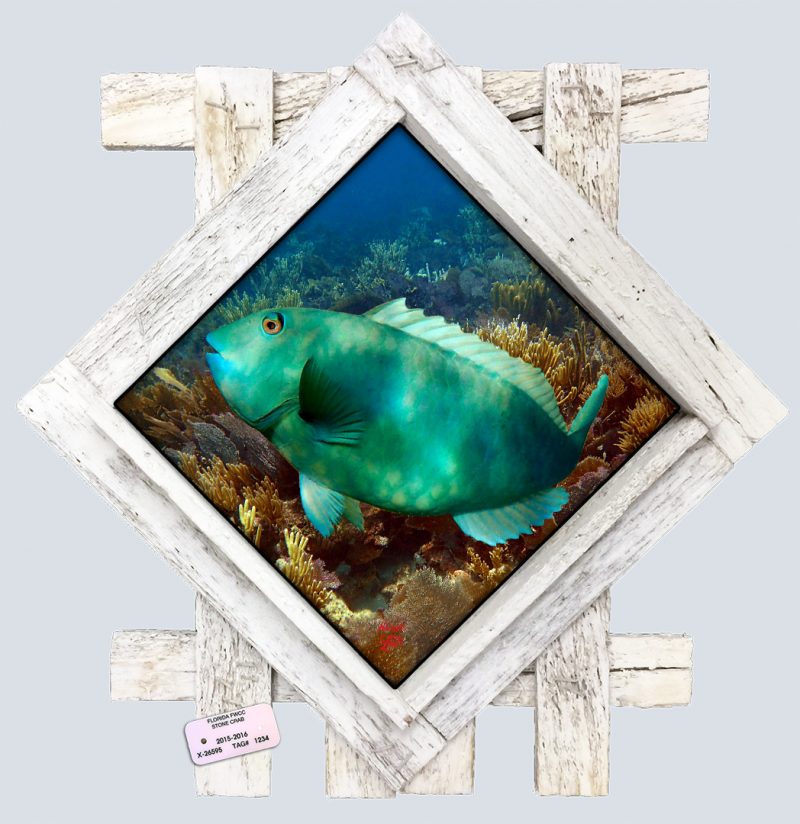 "Green Parrotfish"