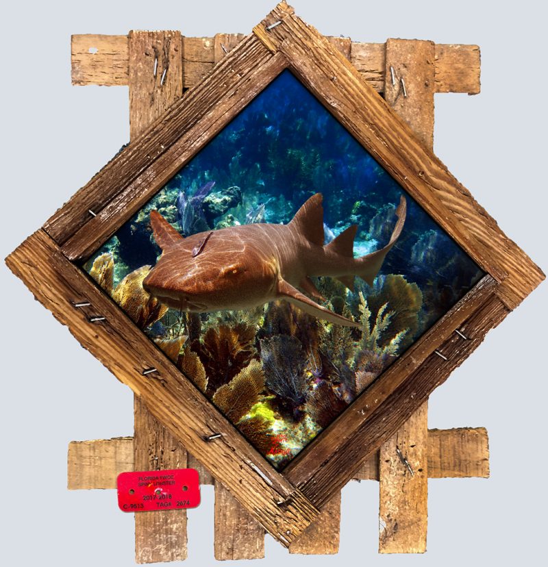 "Hitchhiker on a Nurse Shark"