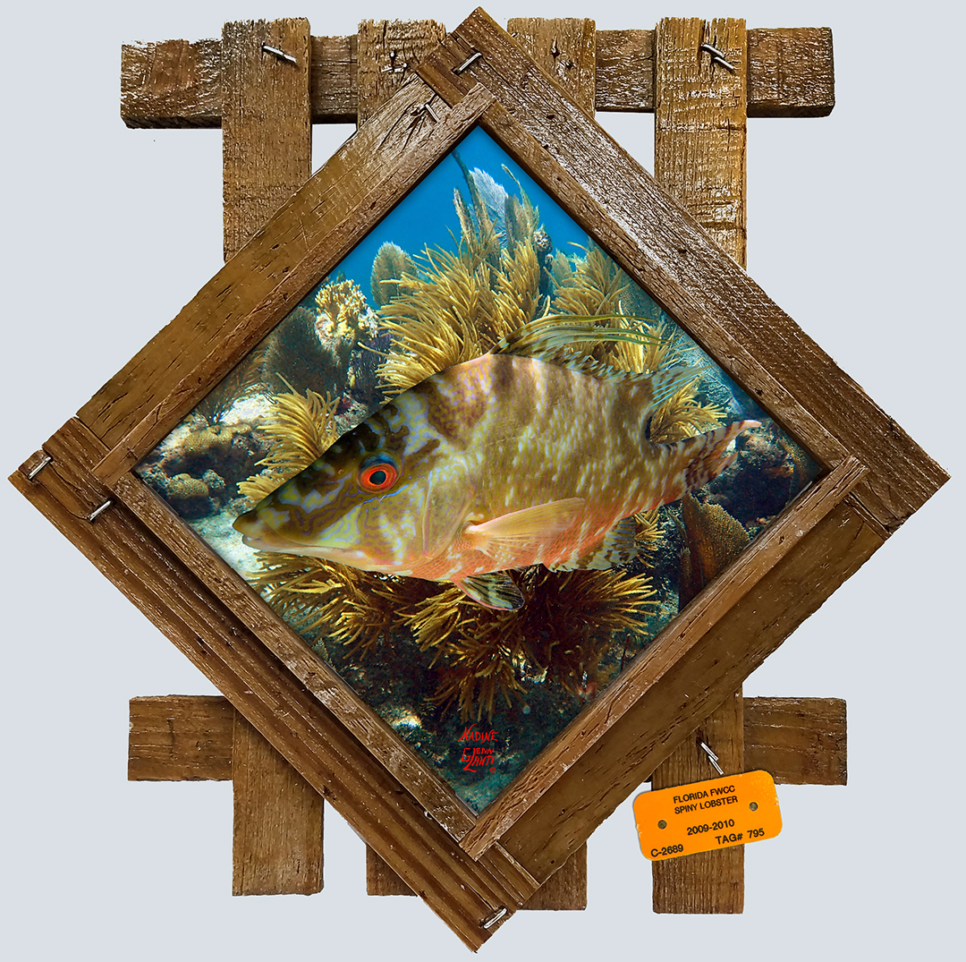 "Hogfish with Gorgonians"