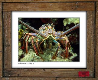 "Lobster on a Ledge"