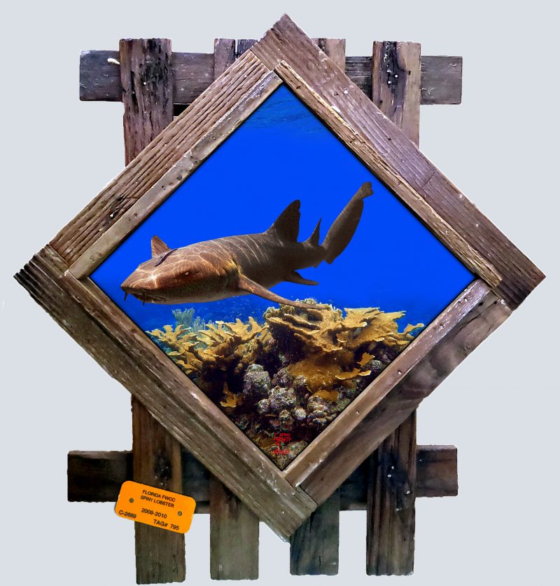 "Nurse Shark Over a Coral Cluster"