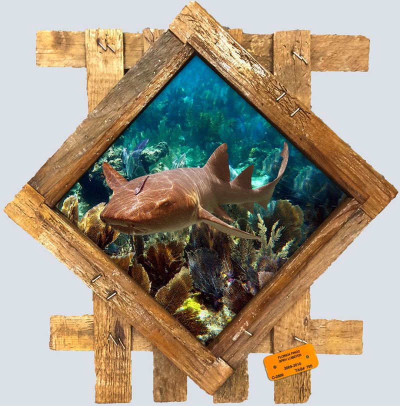 "Nurse Shark Over the Seafans"