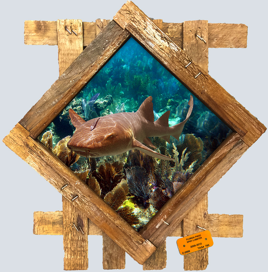 "Nurse Shark Over the Seafans"