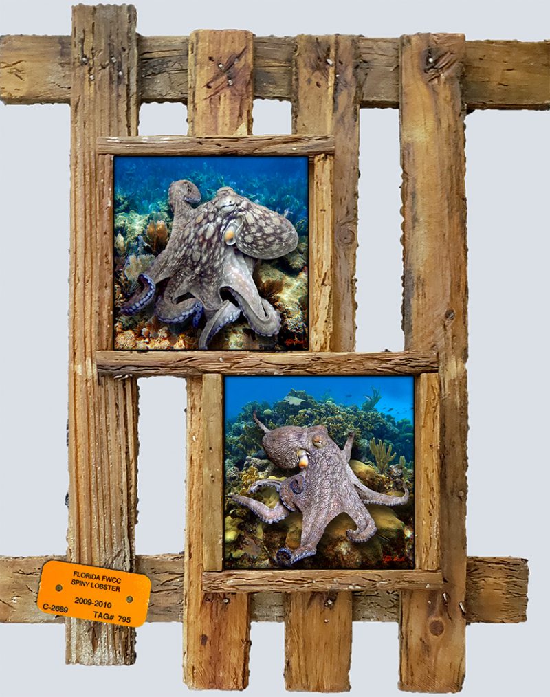 "Octopus Duo"