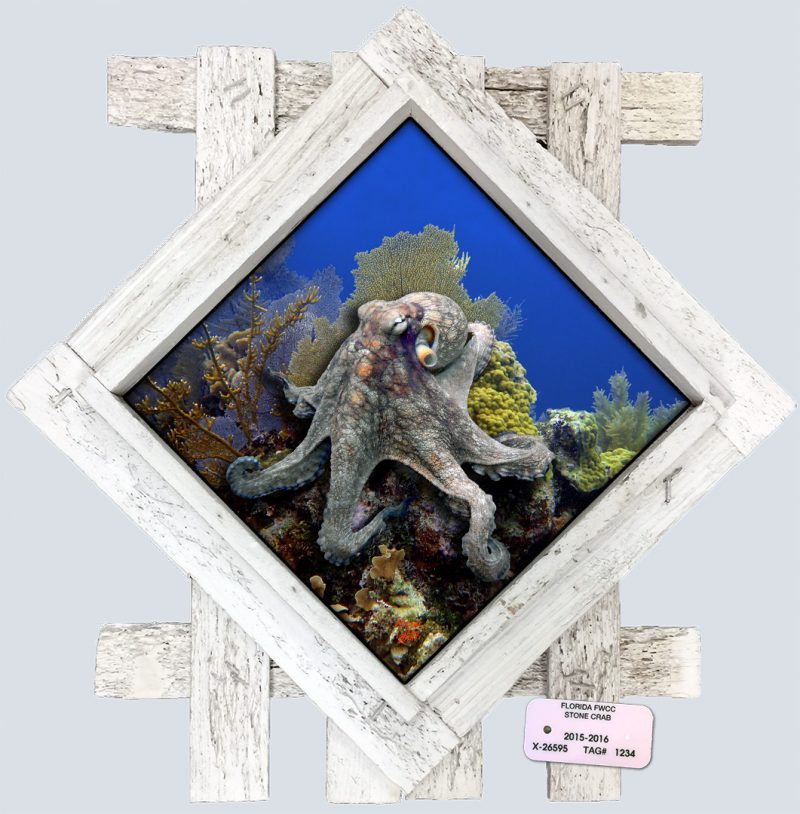 "Octopus' Garden"