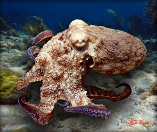 "Octopus in the Sand"