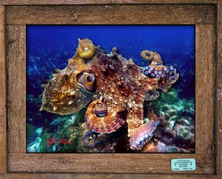 "Octopus on the Reef"