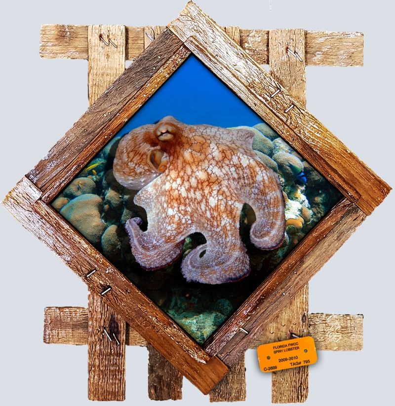 "Octopus on a Coral Ledge"