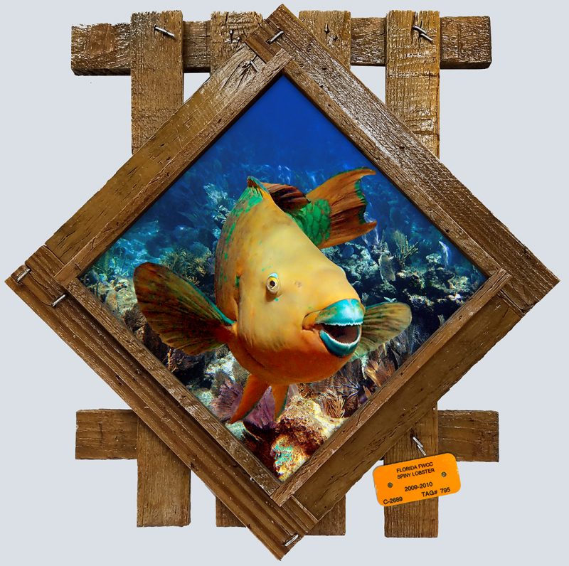 "Parrotfish Encounter"