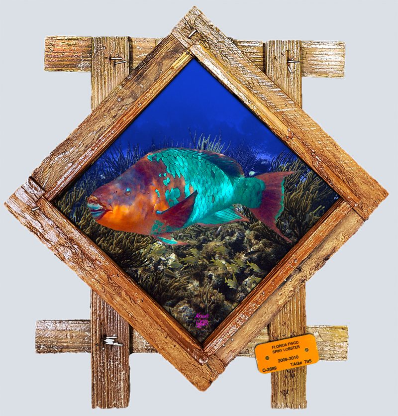 "Parrotfish Supermale"