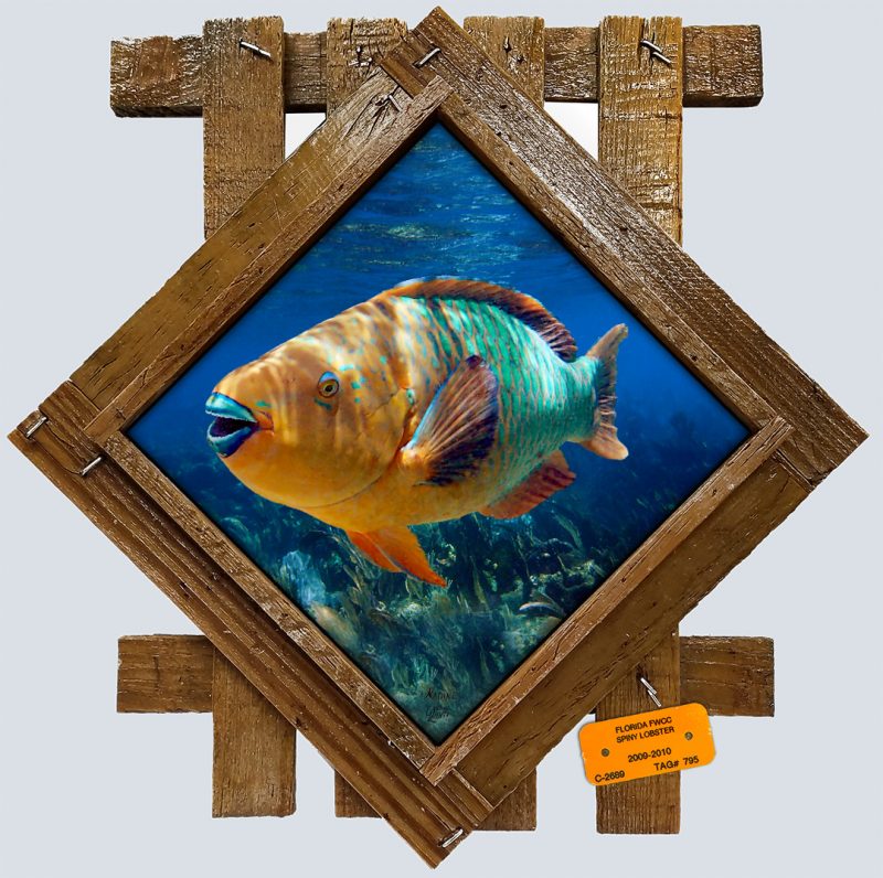 "Rainbow Parrotfish Up Close"