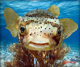 "Puffer in the Shallows"