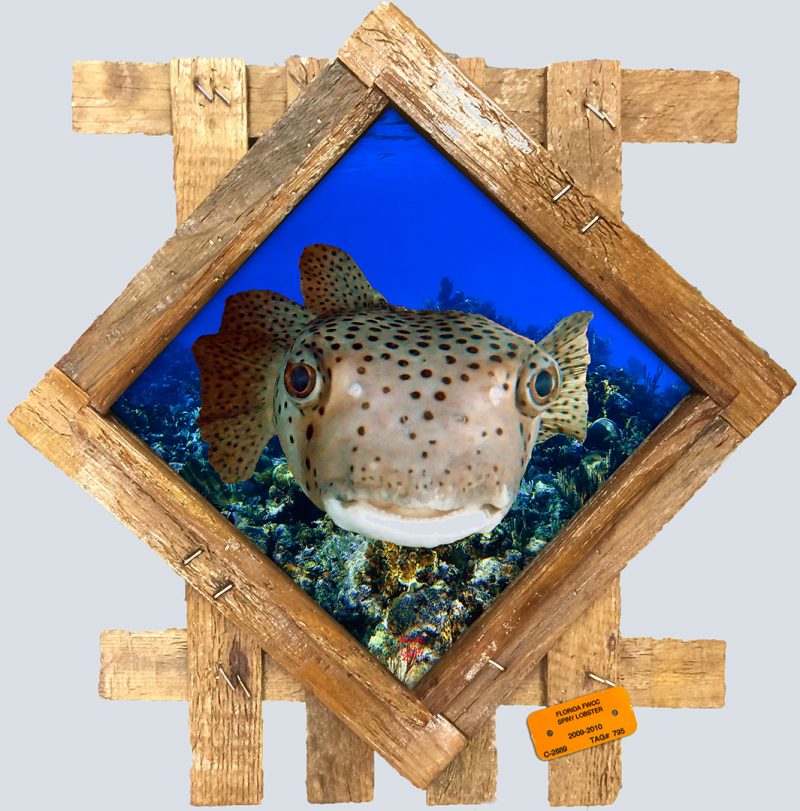 Pufferfish in wood frame