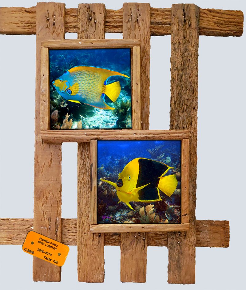 "Queen Angelfish and Rock Beauty"