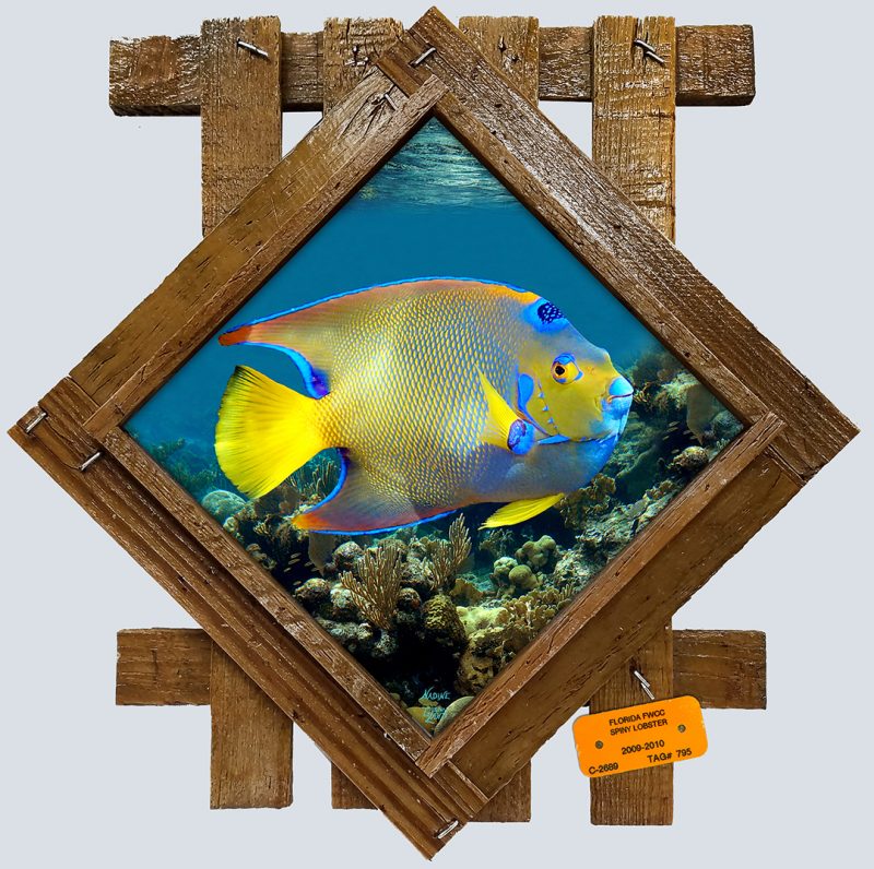 "Queen Angelfish on the Reef"