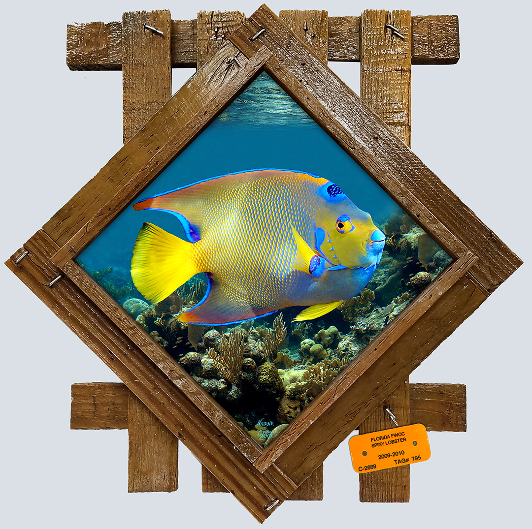 "Queen Angelfish on the Reef"