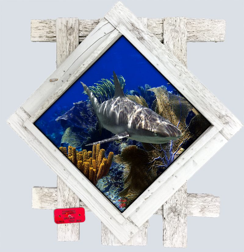"Caribbean Reef Shark and Sponges"