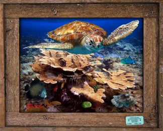 "Shallow Patch Reef"