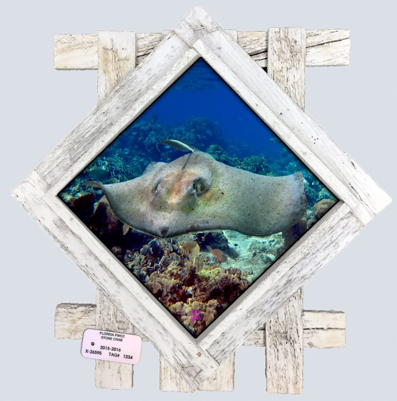 "Skimming Over the Corals"