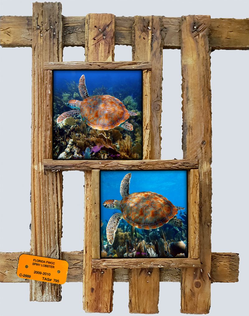 "Soaring Turtles"