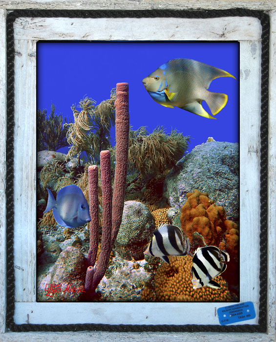 "Sponge and Corals"