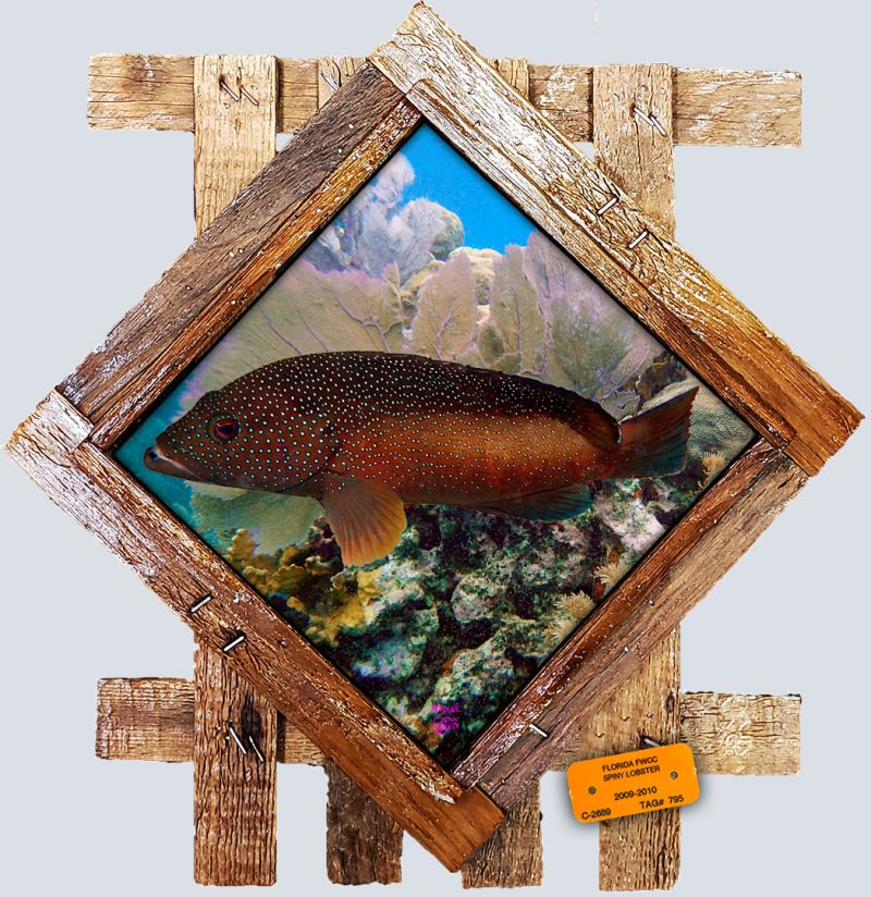 "Spotted Grouper"