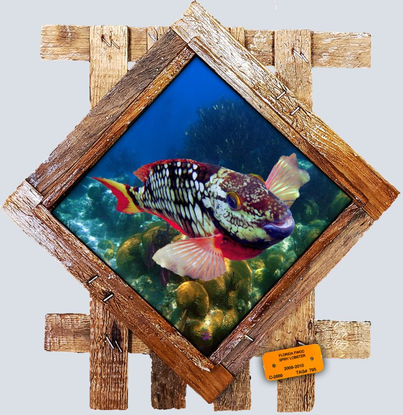 "Stoplight Parrotfish"