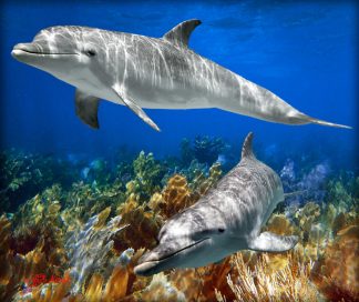 "Swimming Deep"