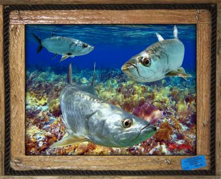 "Tarpon in the Shallows"