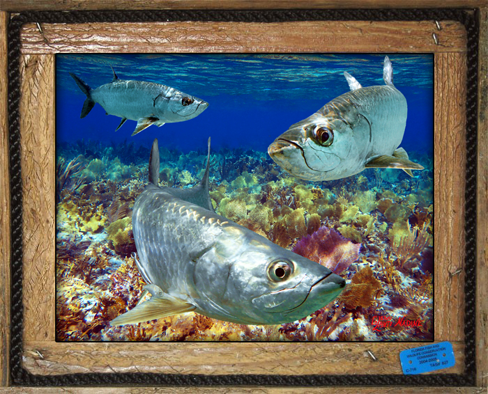 "Tarpon in the Shallows"