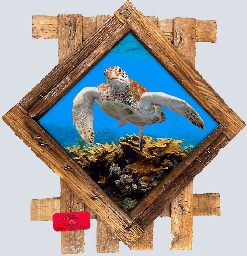 "Turtle and Elkhorn Coral"