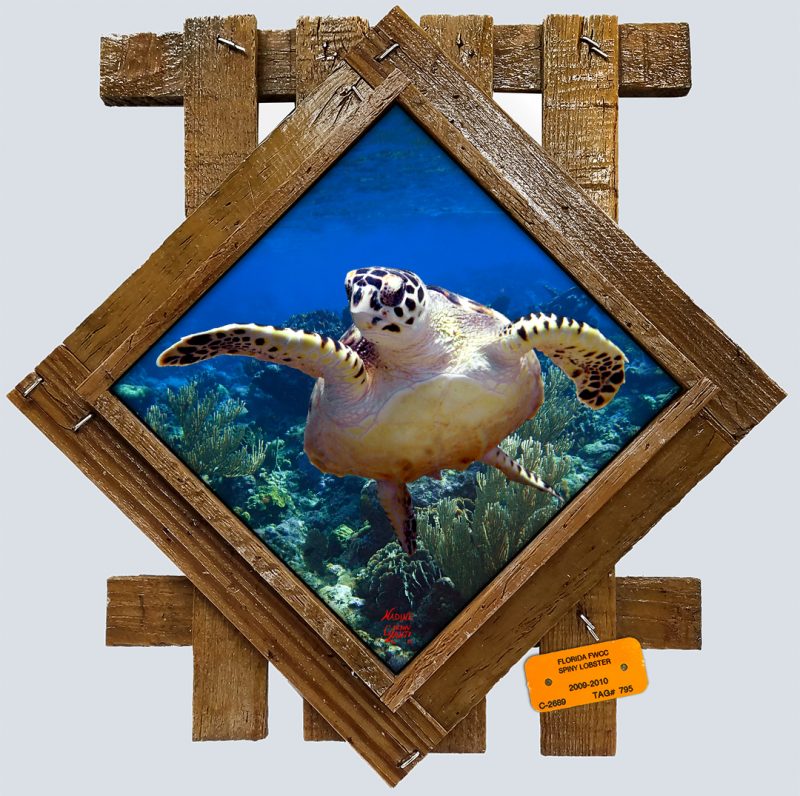 "Turtle at Cheeca Rocks"