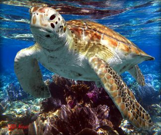 "Turtle in the Bay"