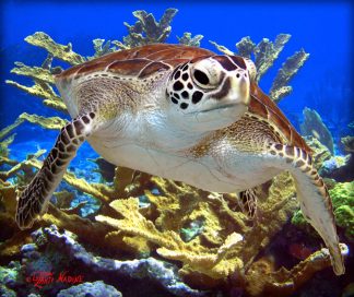 "Turtle on the Reef"